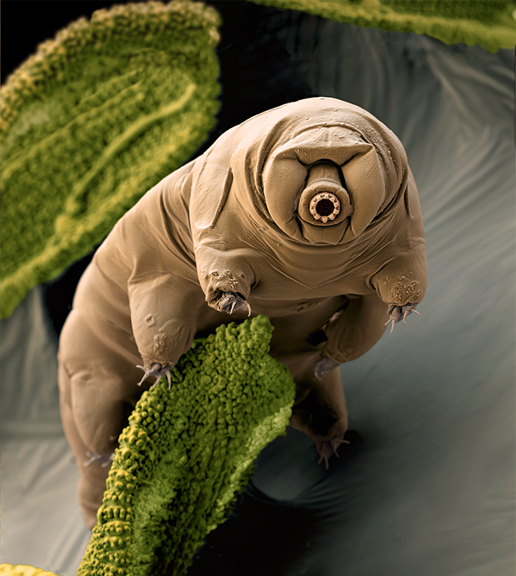 Tardigrade, the inspiration for STARFLEET Sciences mascot Stamets